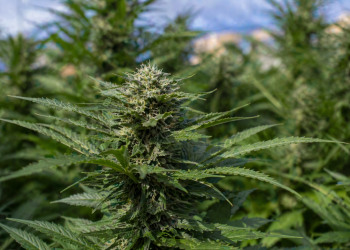 Why are cannabis stocks surging today?